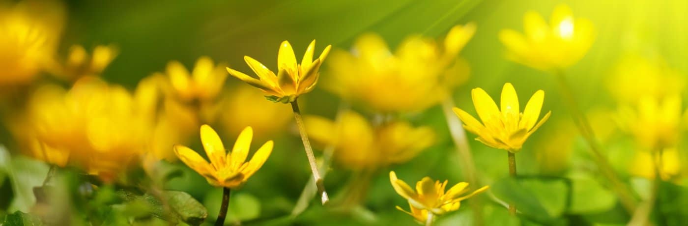 Fleurs jaunes à la lumiere du soleil guerison spirituelle