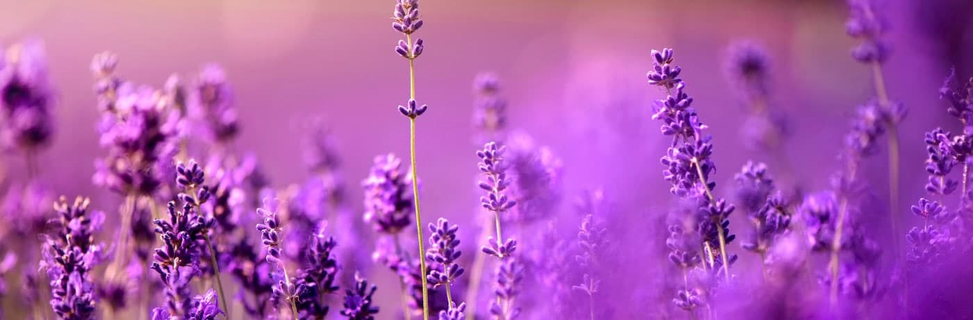 Fleurs violettes pour représenter l'abondance spirituelle